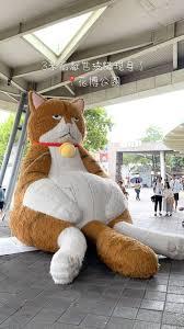 魅力升满:从高中开始成男神